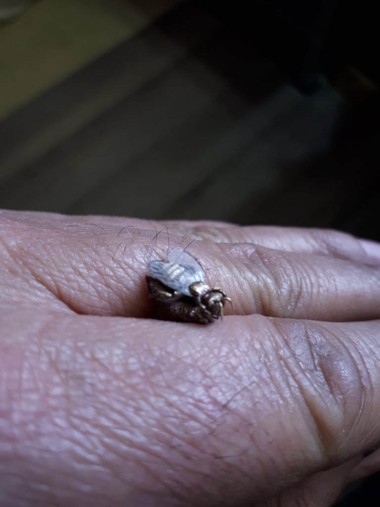 Photos de l'abeille en cours de fabrication par Alain Valette